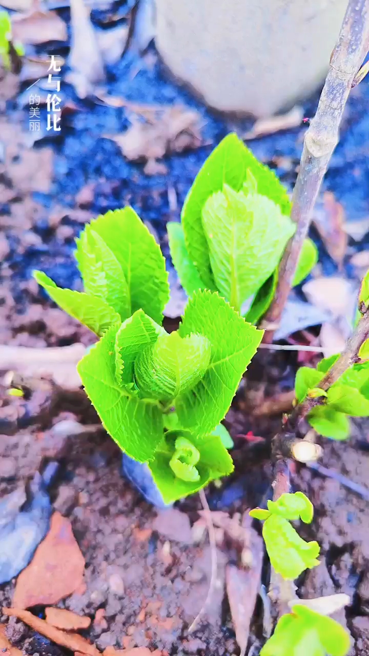 關(guān)于小草的奇妙世界，探索最新地址的無限可能